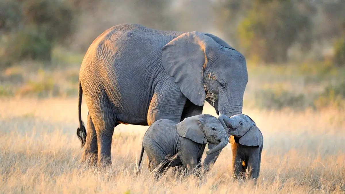 مهر مادری فیل به نوزادش + ویدئو