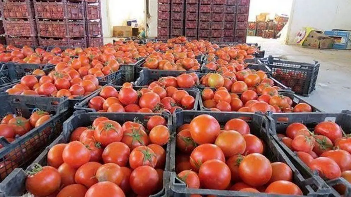 کشف 274 تن گوجه فرنگی قاچاق در مریوان