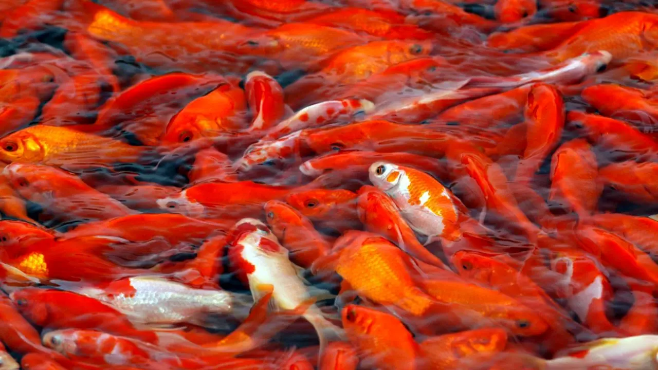 ماهی قرمز را در آب‌های آزاد کشور رها نکنید