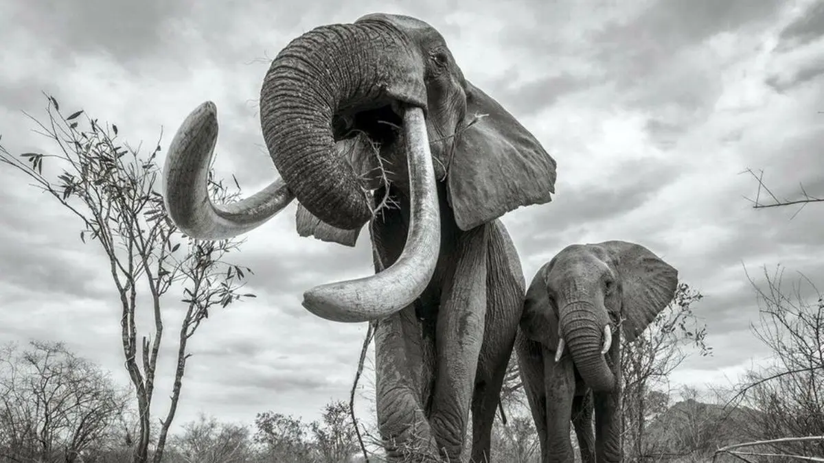فیل‌های در معرض انقراض کنیا‎