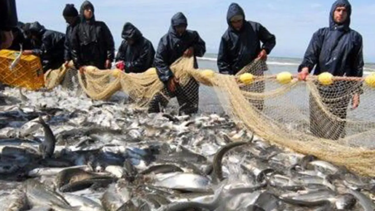 صید ماهیان استخوانی از دریای خزر 200 درصد افزایش یافت