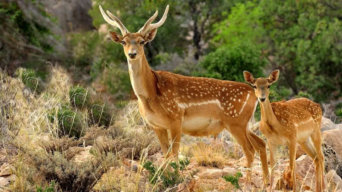 گوزن‌های گمشده در پارک ملی دز پیدا شدند