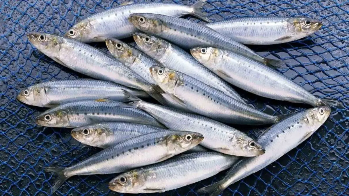 18 هزار تن ماهی کیلکا در دریای مازندران صید شد