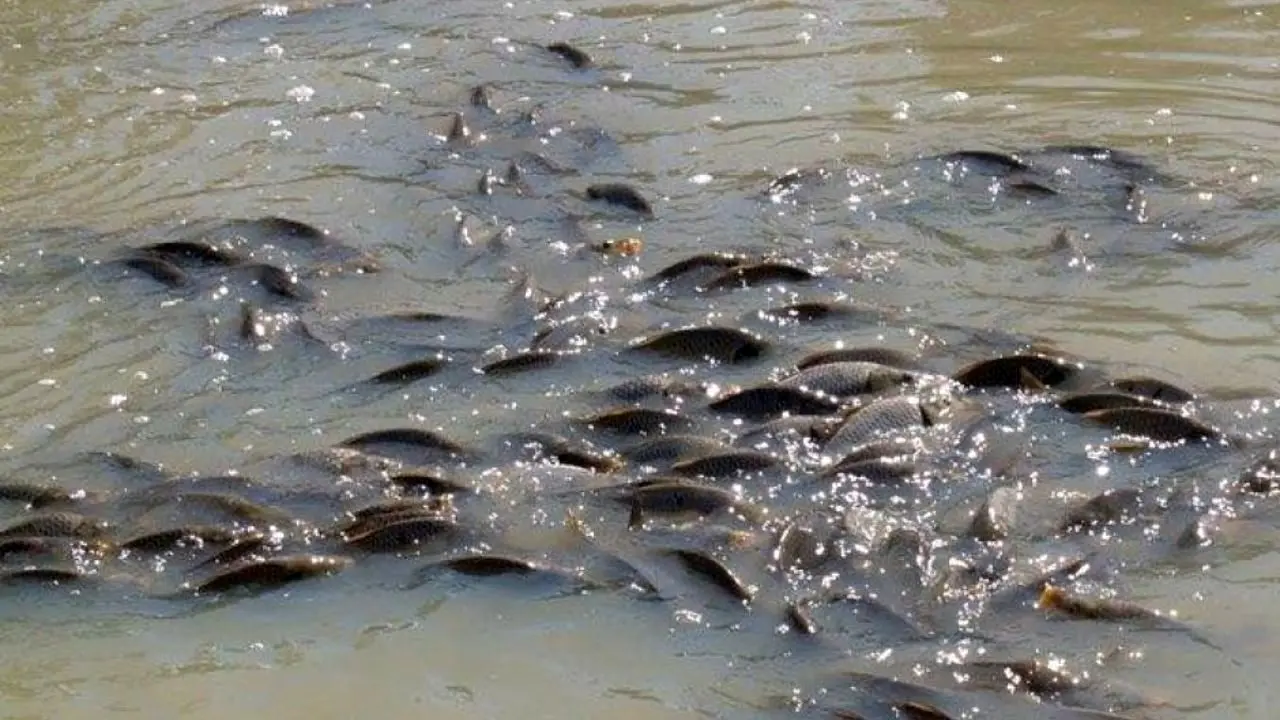 چرخه تخم‌ریزی ماهی‌ها در رودخانه‌ها هم از سیل در امان نماند