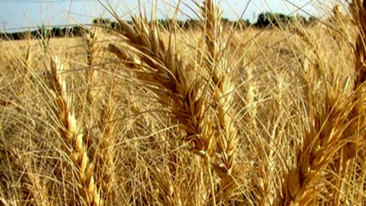 خودکفایی گندم برای چهارمین سال متوالی / تولید گندم به 14 میلیون تن می‌رسد