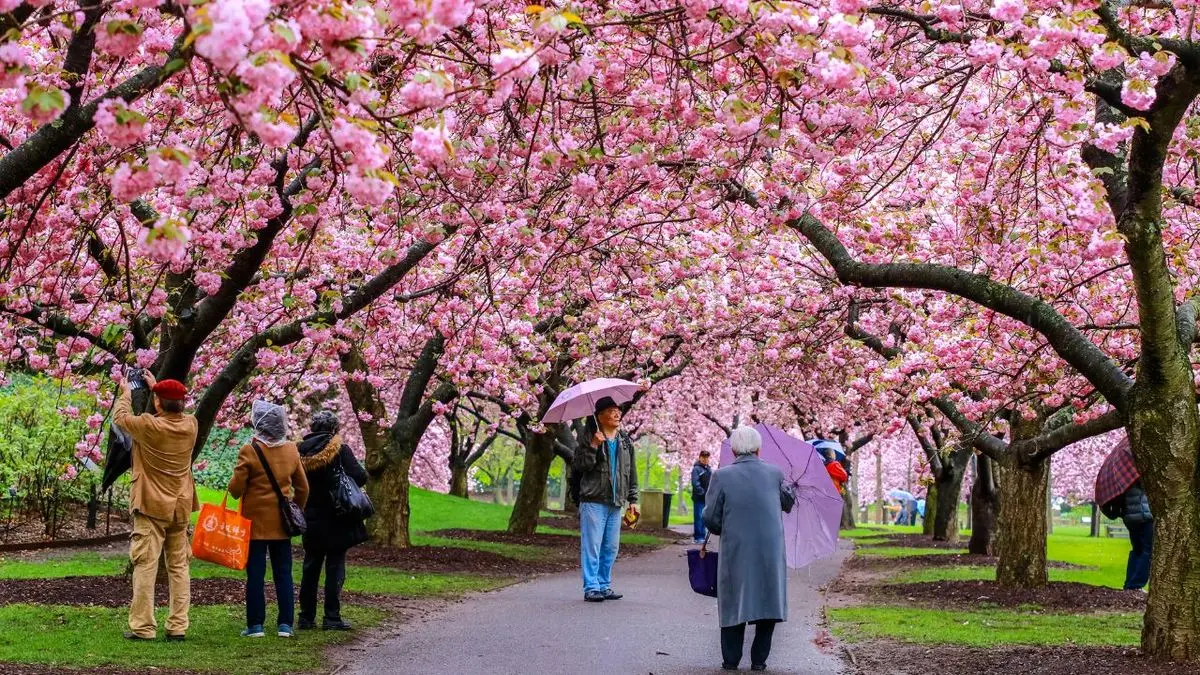 جشن شکوفه‌های گیلاس