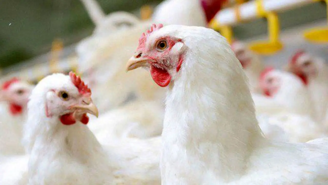 یک میلیون و 200هزار قطعه مرغ گوشتی در 3 استان تلف شد