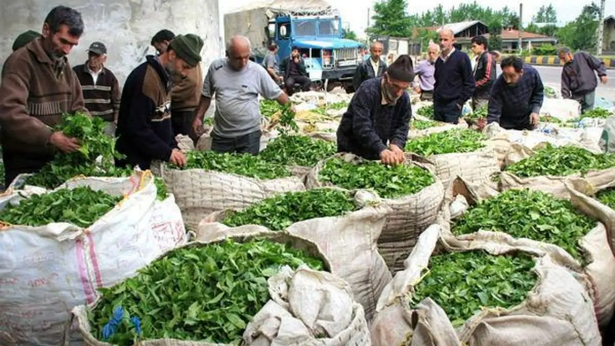 افزایش 41 درصدی قیمت چای در کشور