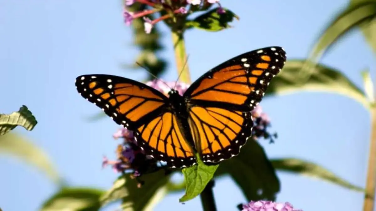 افزایش جمعیت گونه‌ای از پروانه‌ها در ایران بعد از بارش