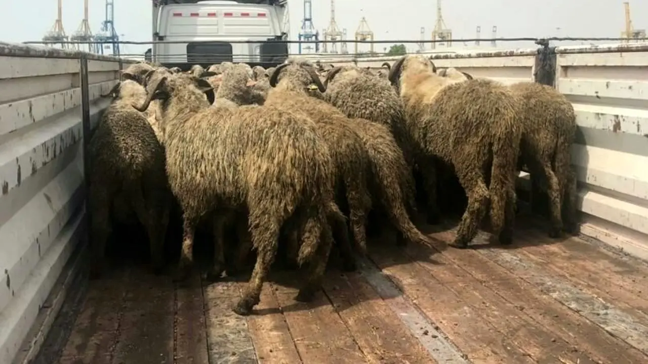 آیا واردات گوسفندهای دم‌دراز رومانیایی واقعیت دارد؟
