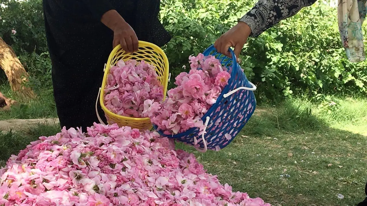 جشنواره‌ای با عطر گلاب در سعدآباد