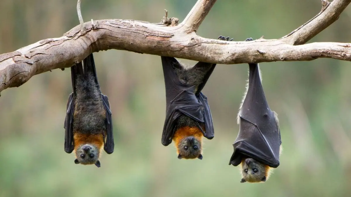 چرا خفاش‌ها مهاجرت می‌کنند؟