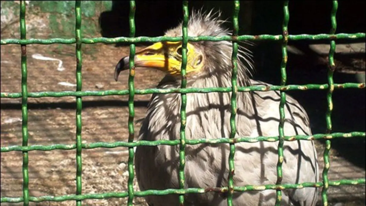 پرندگان بوستان ساعی به باغ پرندگان انتقال می‌یابند