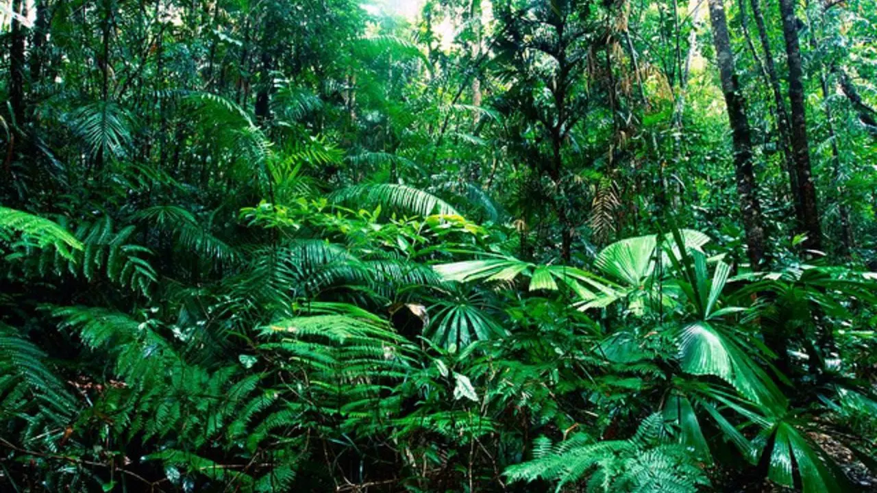 12 ملیون هکتار جنگل استوایی در سال 2018 تخریب شد