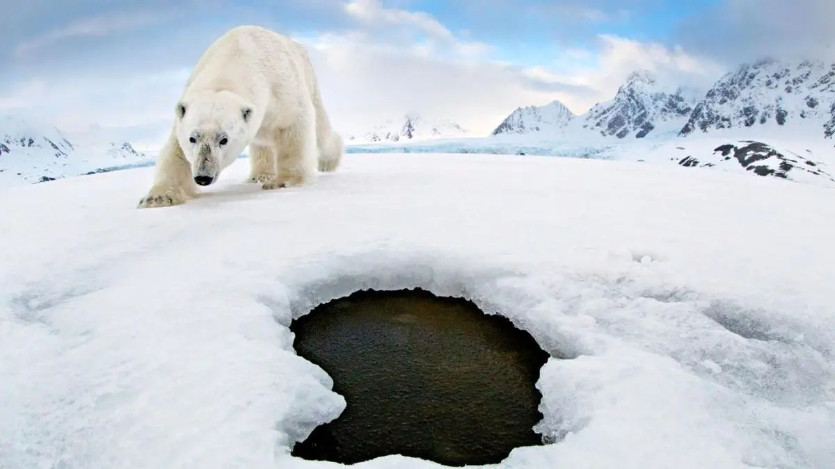 خرس قطبی در روستا + ویدئو