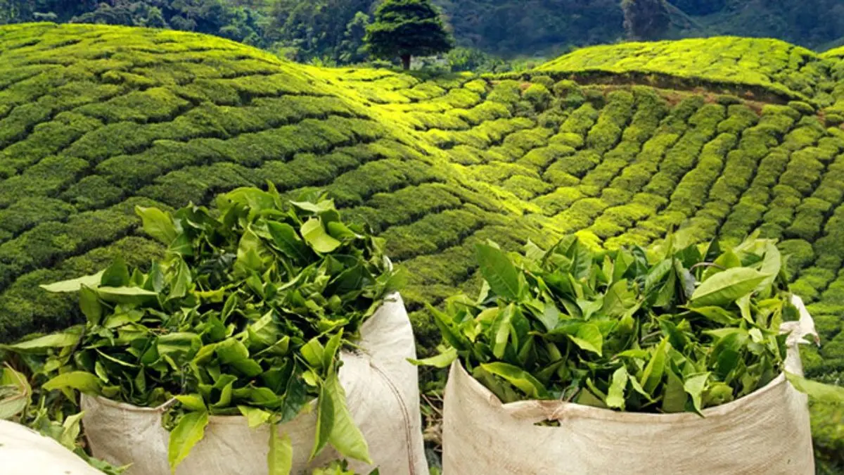 تلاش هند برای یافتن راه های جدید صادرات چای به ایران