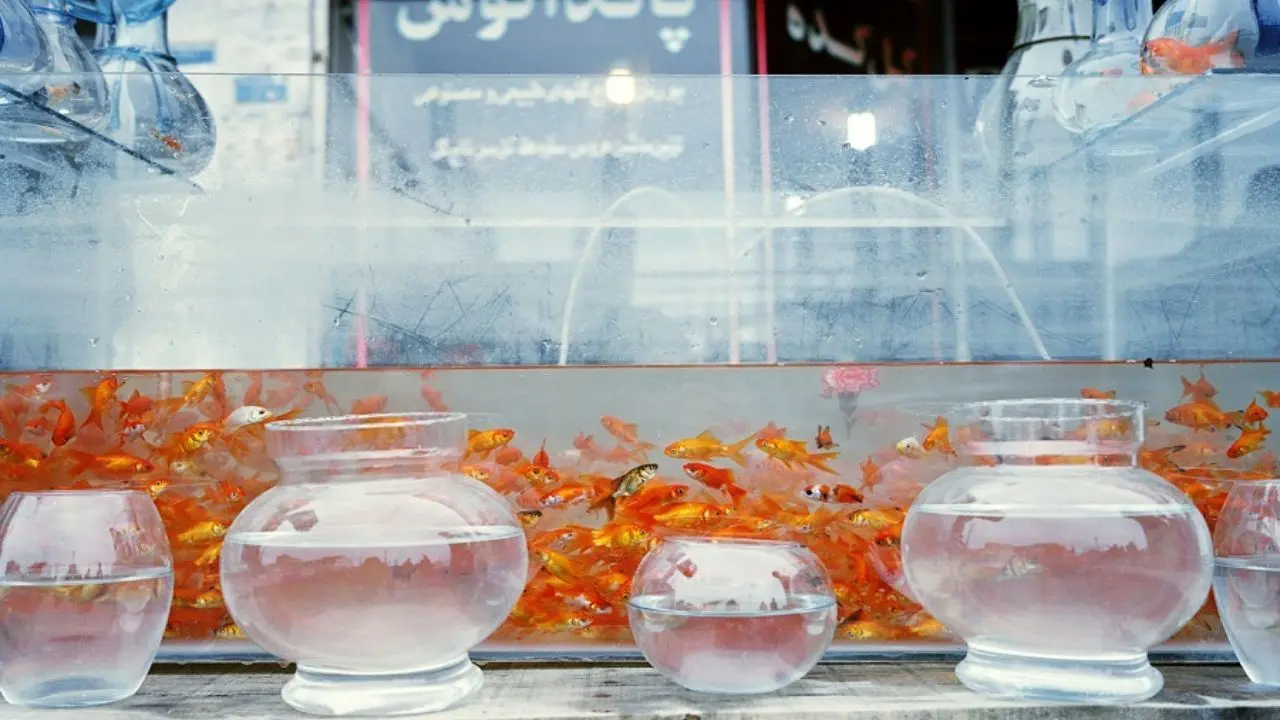 لنز عکاس انگلیسی بر ماهی‌های قرمز ایرانی زوم شد