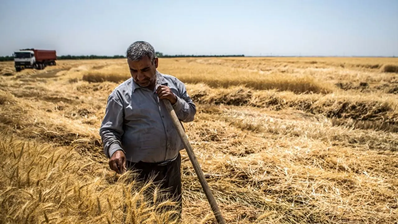 فقط 5 درصدمزارع گندم دچار خسارت 100 درصدی شد/ تولید بیش از مصرف است
