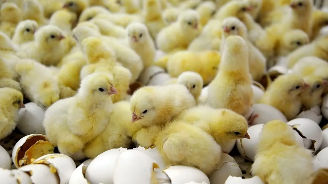 مخالفت وزارت جهاد کشاورزی با صادرات تخم مرغ مولد
