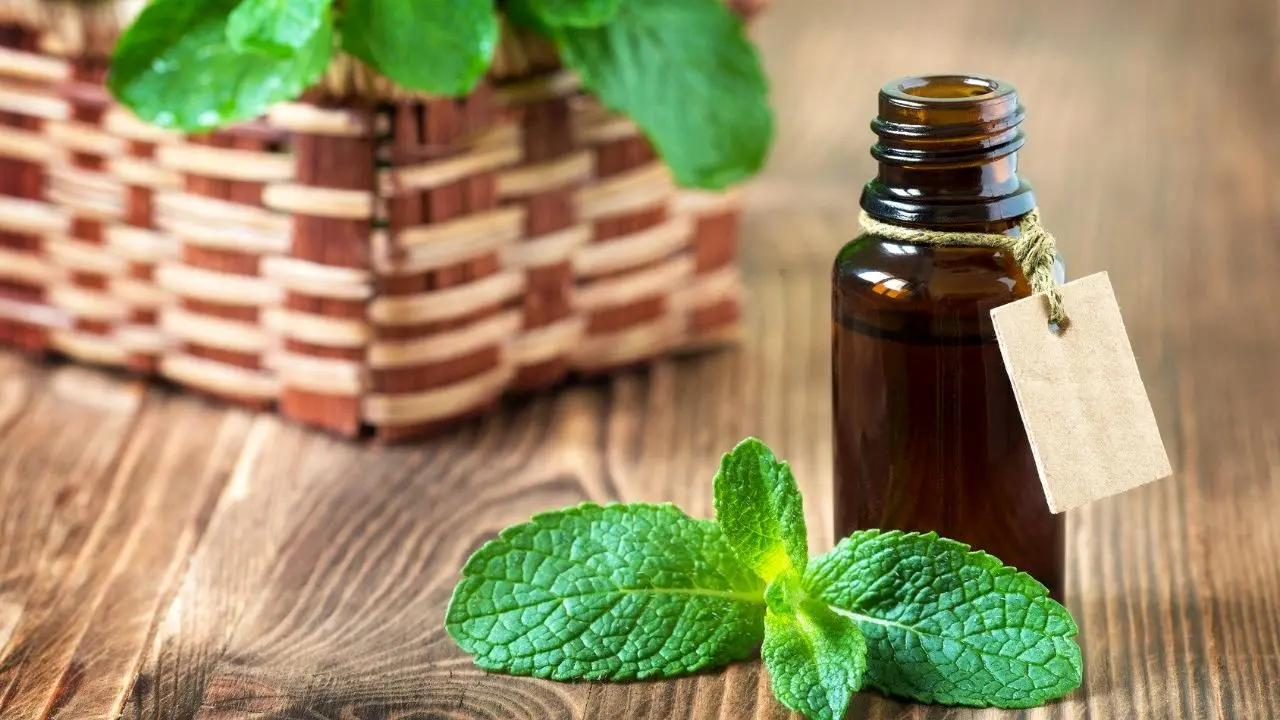 عصاره نعناع؛ درمانی موثر برای افراد دارای مشکل بلع