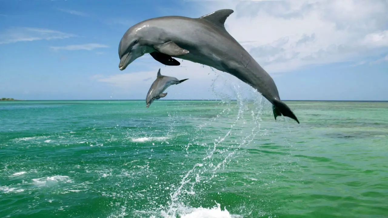 فرار ناکام یک دلفین از دلفیناریوم + ویدئو