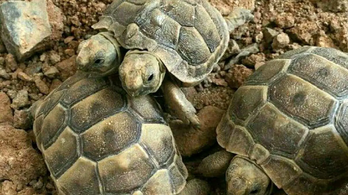 علت متولد شدن لاک‌پشت‌های دو سر در یزد چیست؟