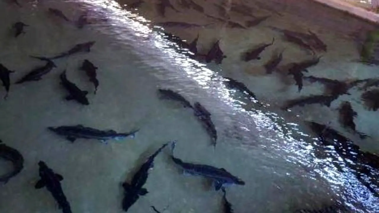 صادرات ماهیان خاویاری مازندران به صفر رسیده است