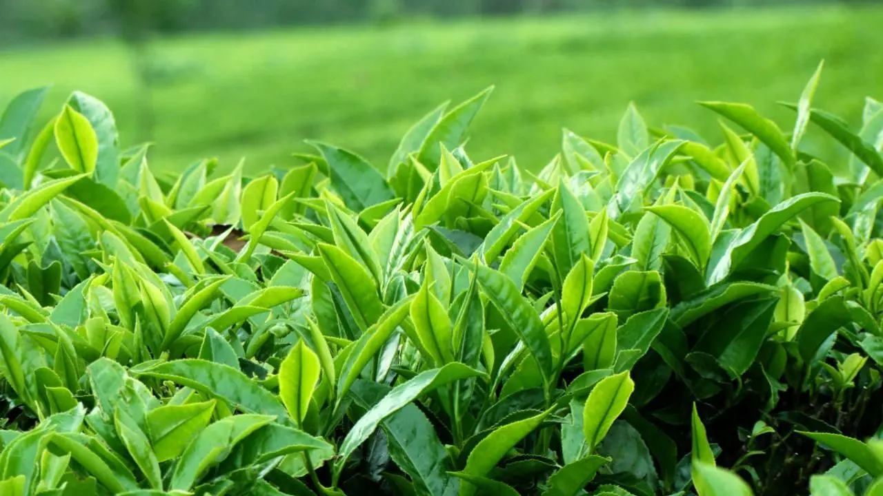 دستیابی به دانش تولید کلوچه فراسودمند و رنگ خوراکی از چای