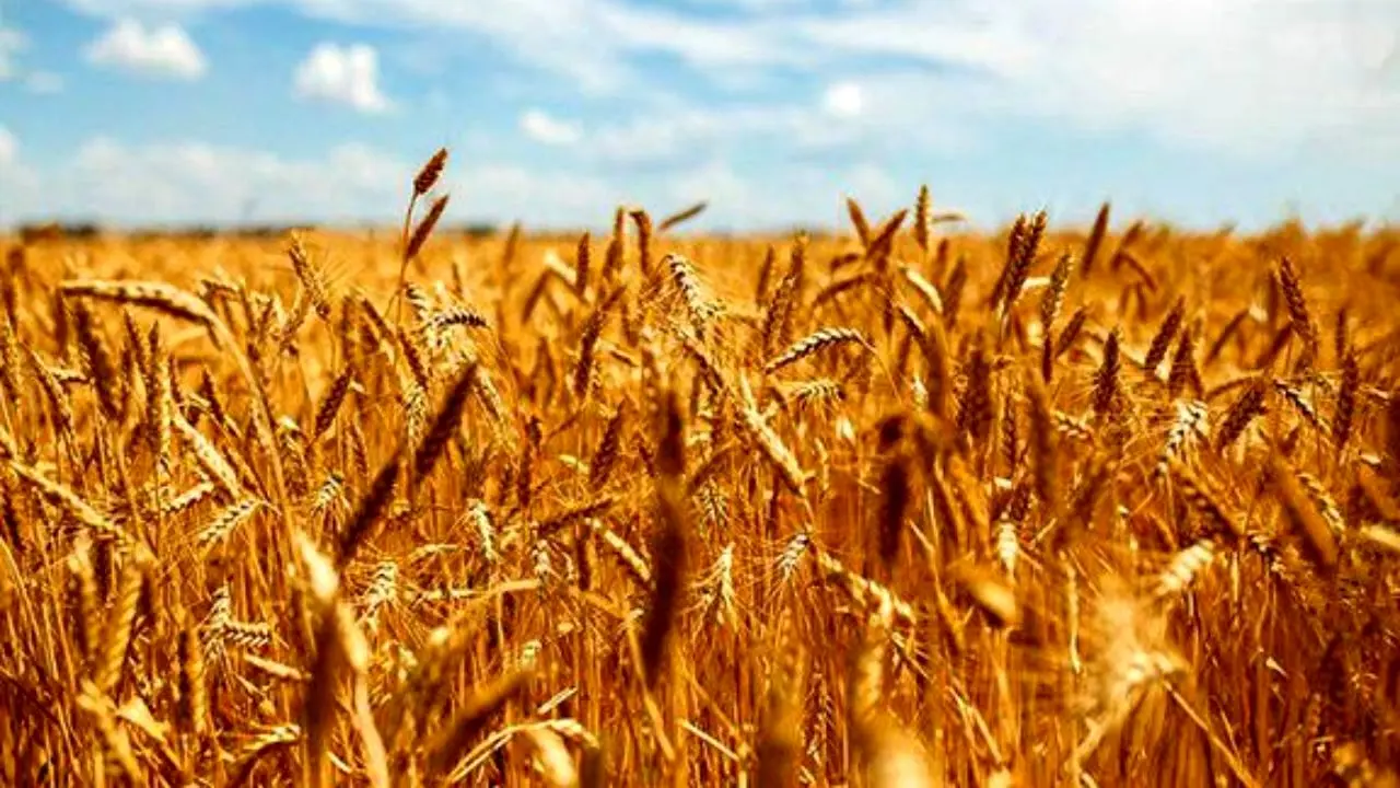خرید گندم مازاد بر نیاز کشاورزان از 1 میلیون تن گذشت