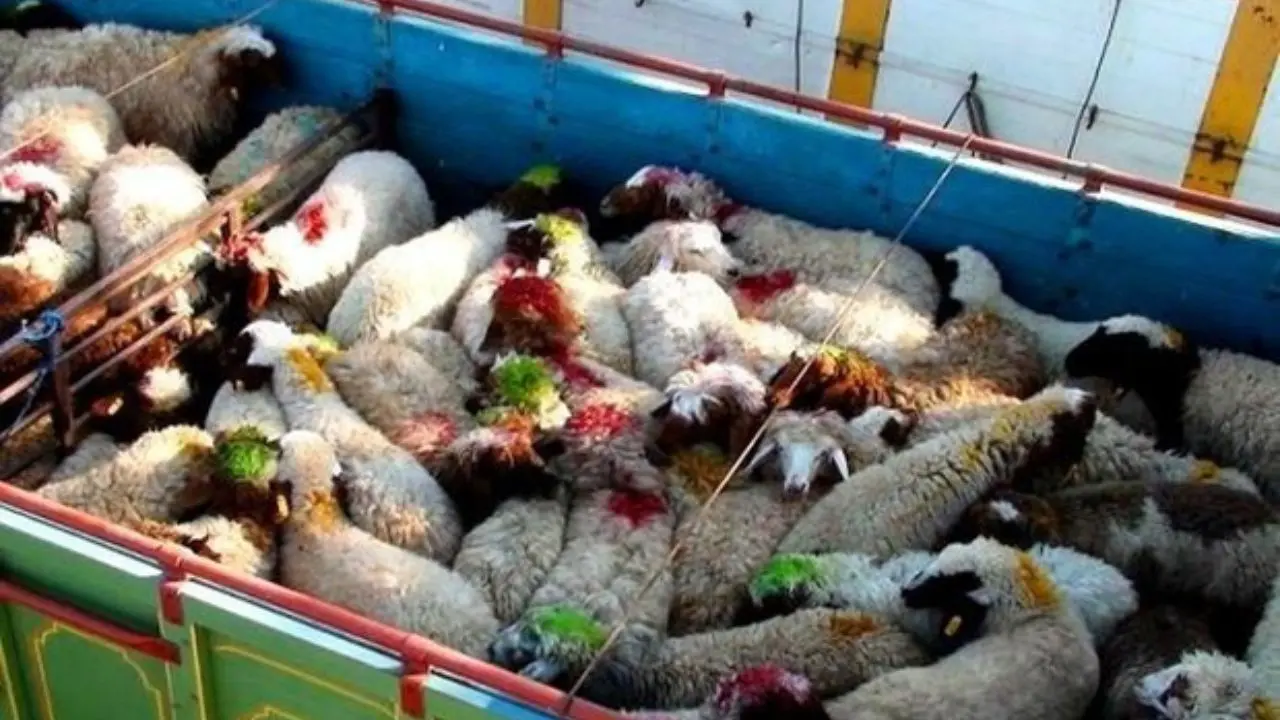 کشف 50 راس گوسفند قاچاق در ایلام