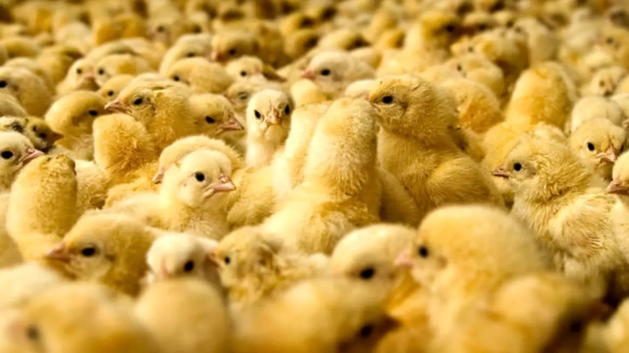 آزاد شدن صادرات جوجه یک روزه برای تقویت قیمت مرغ + سند