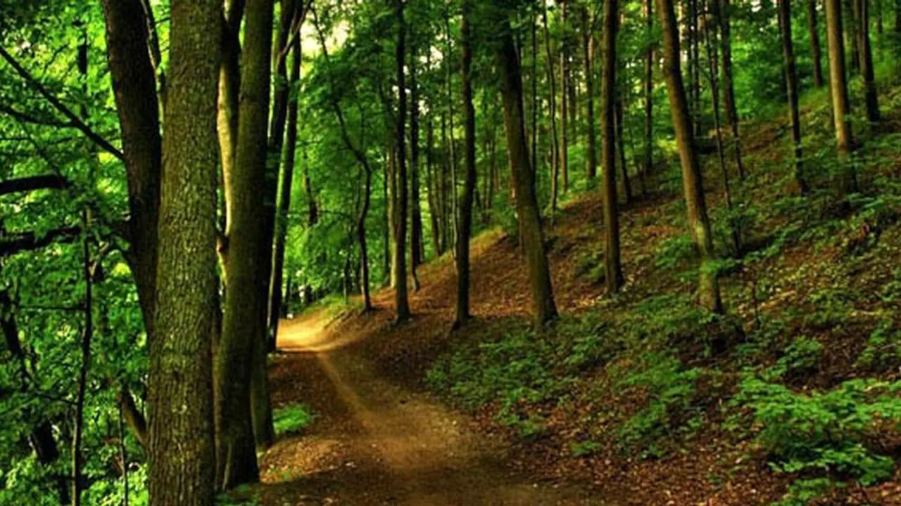 عمر جنگل‌ها از 500 سال به 50 سال رسیده است