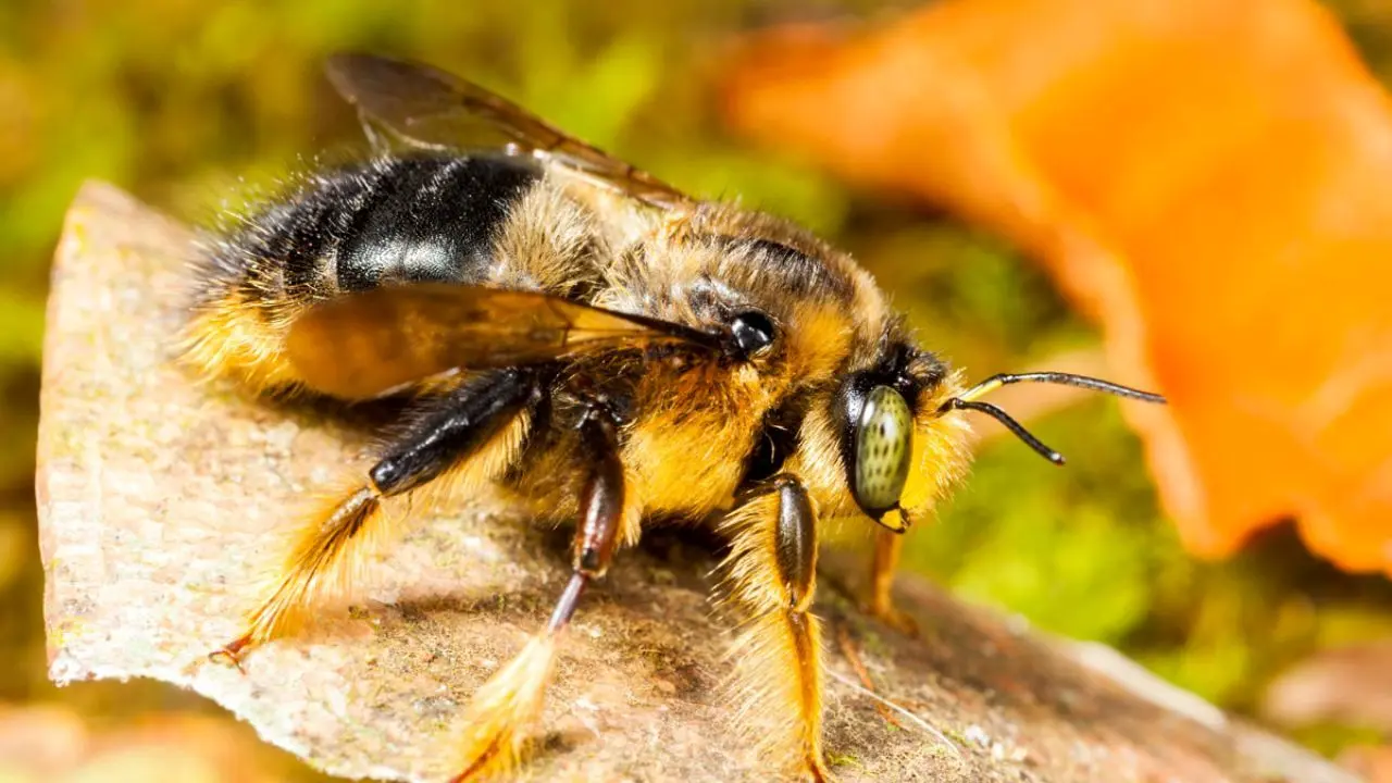 درباره استفاده درمانی از سم زنبور عسل بیشتر بدانید