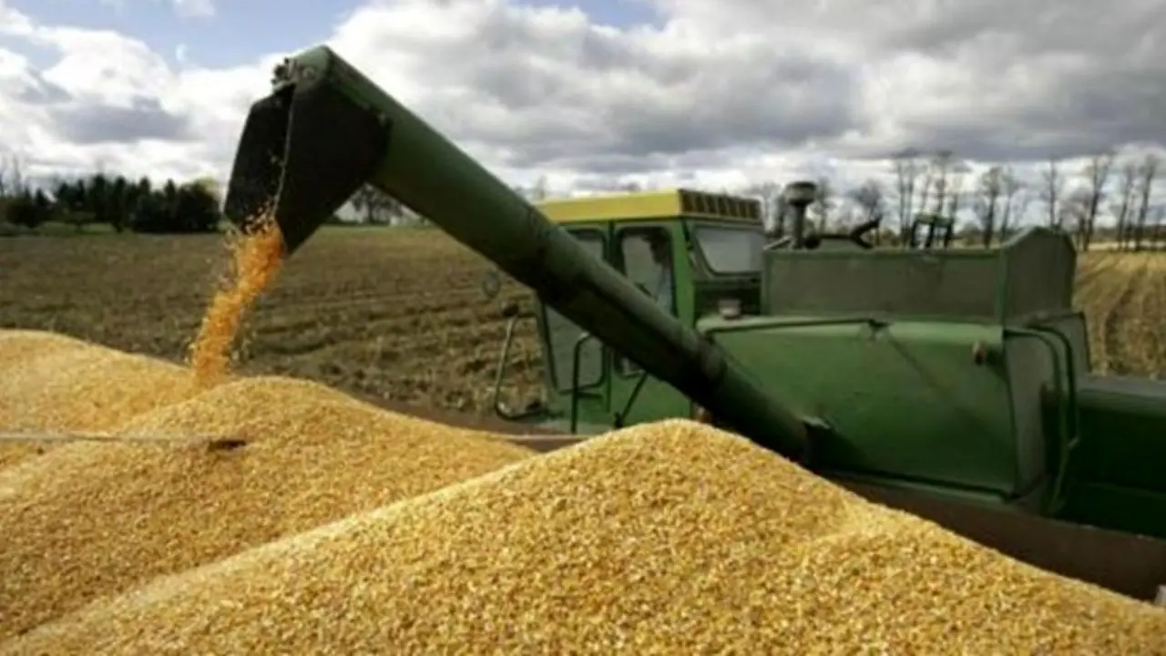 14 میلیون تن گندم امسال در کشور تولید می‌شود