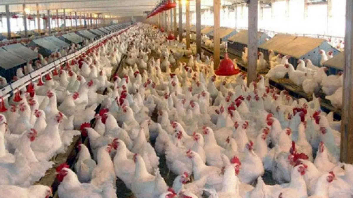 افزایش 79 درصدی تورم تولیدکننده مرغداری‌های کشور