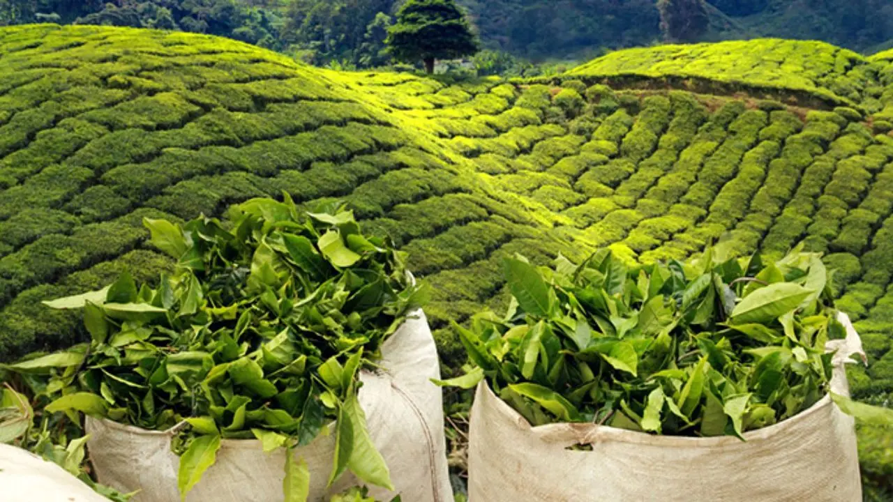 افزایش ده درصدی تولید چای درجه یک در کشور