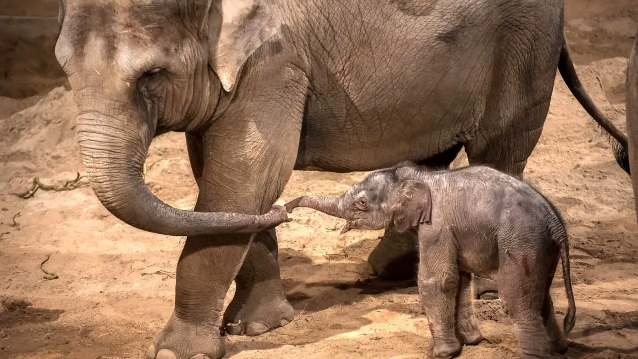 نجات بچه فیل افتاده در چاله‌ای در سریلانکا + ویدئو
