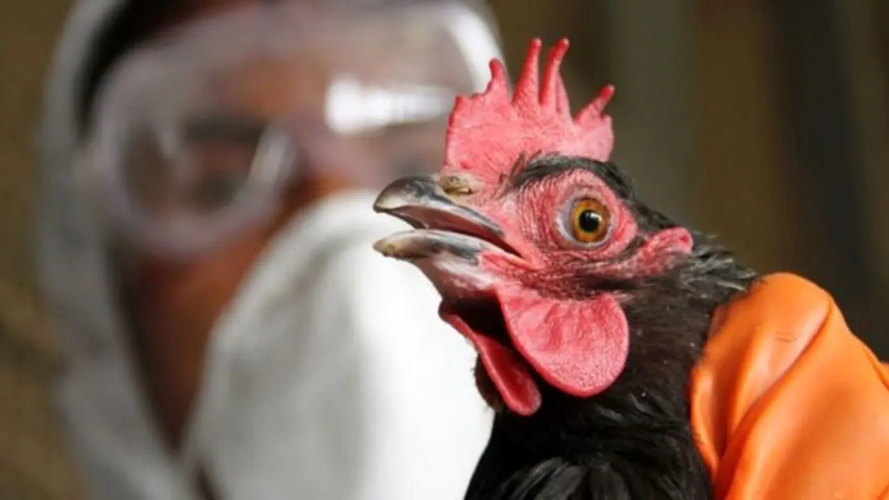 بیماری آنفلوانزای فوق حاد پرندگان در کلیبر مشاهده شد