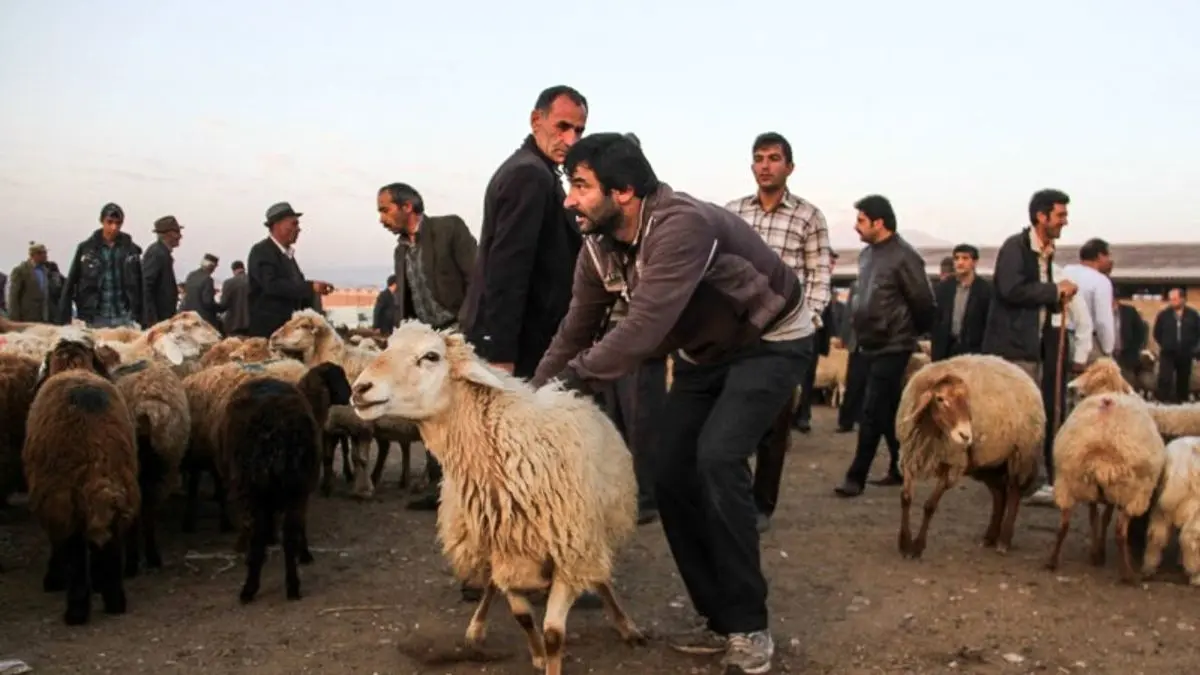 قیمت فروش گوسفند زنده 150 درصد رشد کرد