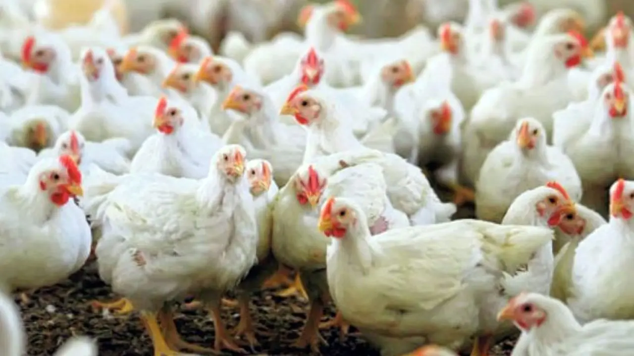 صنعت مرغ گوشتی در یک ماه 580 میلیارد تومان ضرر کرد