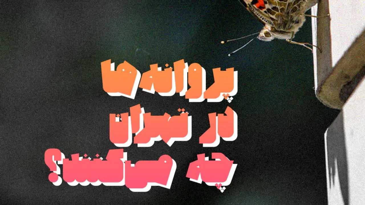 پروانه‌ها در تهران چه می‌کنند؟ + ویدئو