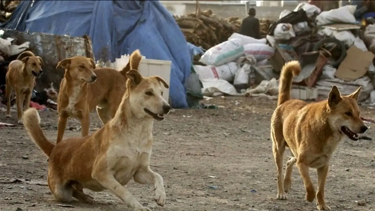 واکنش شهرداری تهران به قتل عام سگ‌های ولگرد در تهران