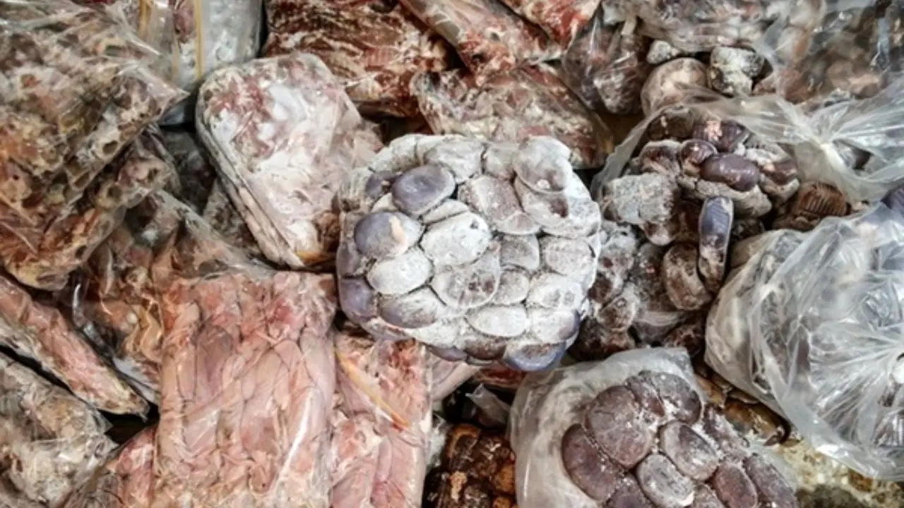 کشف یک هزار و 500 کیلوگرم گوشت فاسد در پایتخت