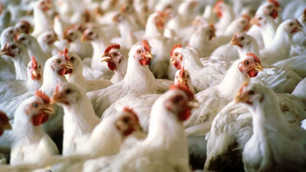 پاسخ وزارت بهداشت به اخبار شیوع آنفلوآنزای پرندگان