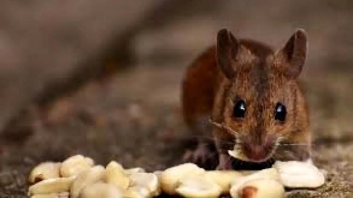 استفاده از «نانو پودرهای غیرسمی» برای مبارزه با موش‌ها