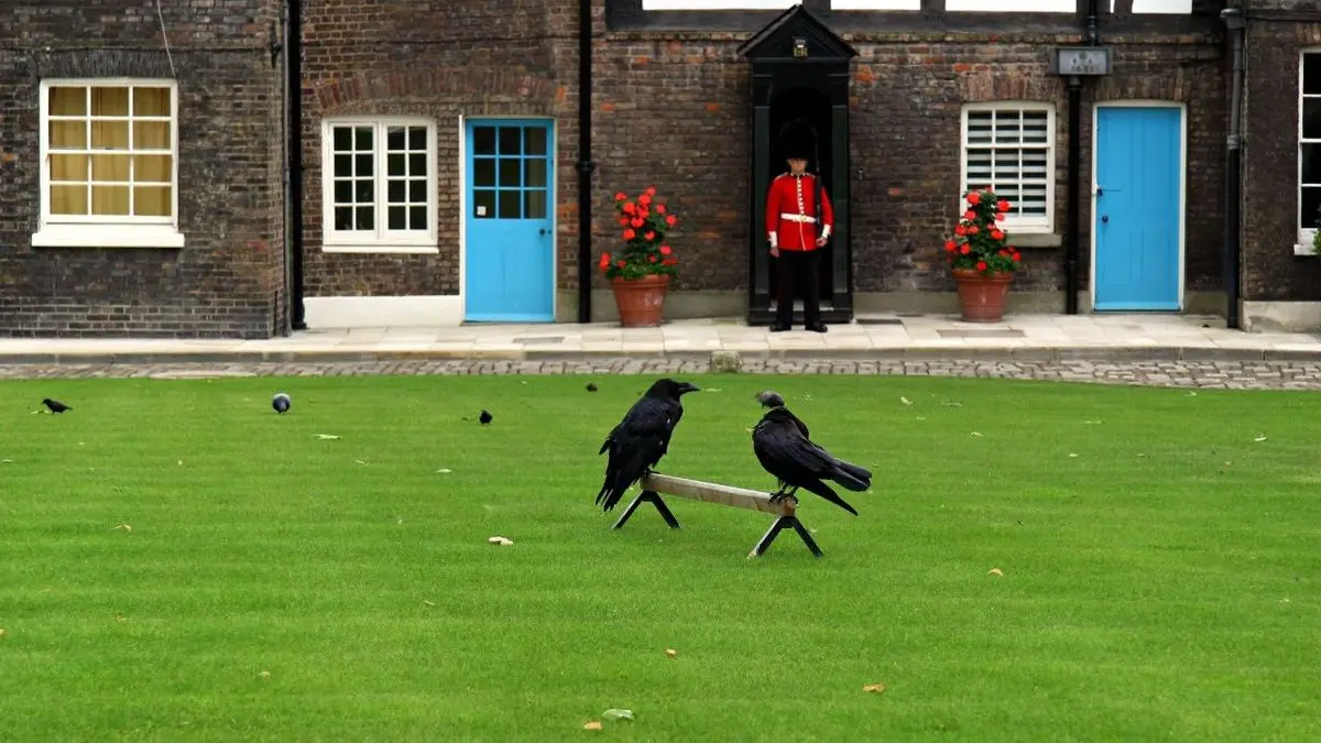 کلاغ‌های سیاه برج لندن؛ محافظان سلطنت بریتانیا + ویدئو