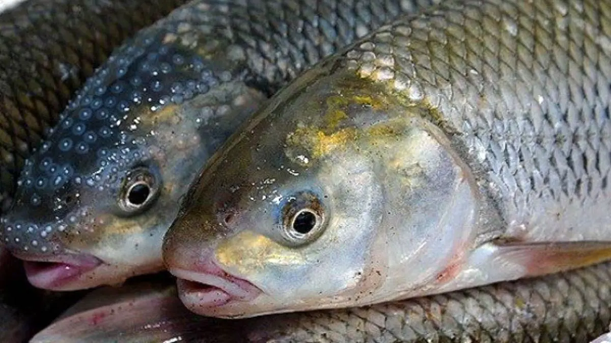 تامین 40 درصد تخم چشم زده مورد نیاز برای تولید ماهی قزل آلا