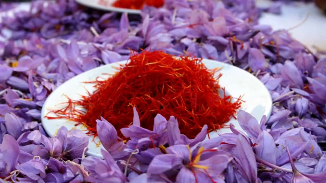 جلوگیری از خروج پیاز زعفران حفظ میراث ژنتیکی هزار ساله/ استرالیا هر بسته پیاز زعفران تزئینی را 10 یورو می‌فروشد