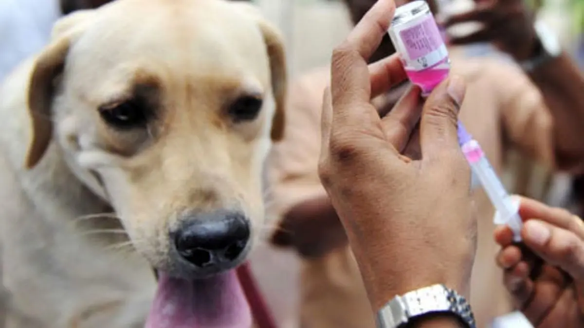 واکسیناسیون 1487 قلاده سگ در برابر بیماری هاری طی دو ماه گذشته