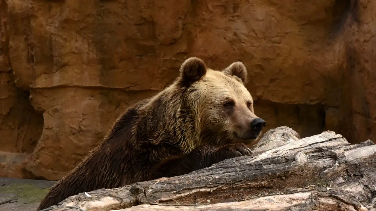 ماجراجویی توریست جوان در محدوده نگهداری خرس‌ها + ویدئو